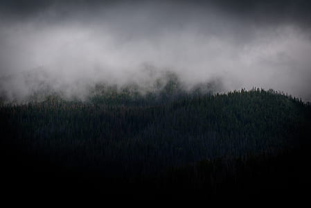 trees covered with fog thumbnail
