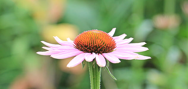 Pink Petaled Flower in Closeup Photography thumbnail