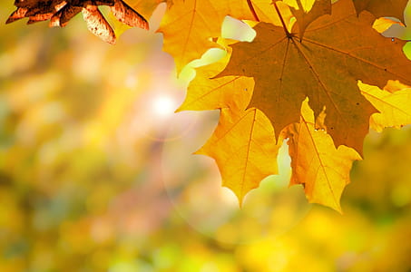 shallow focus photography of maple leaaf thumbnail