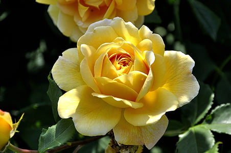 closeup photo of yellow rose flower thumbnail
