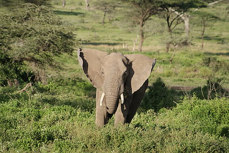 gray elephant in the middle of green field thumbnail