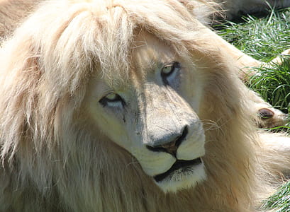brown lion thumbnail