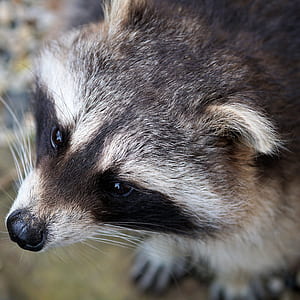 white and black raccoon close-up photo thumbnail