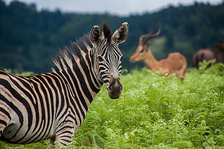 selective focus photography of zebra thumbnail