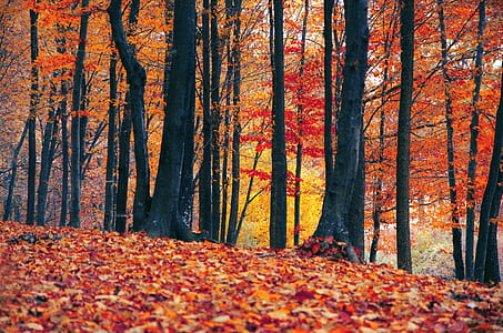 orange leafed trees thumbnail