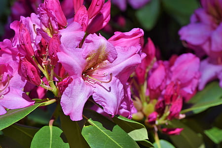 pink flowers thumbnail
