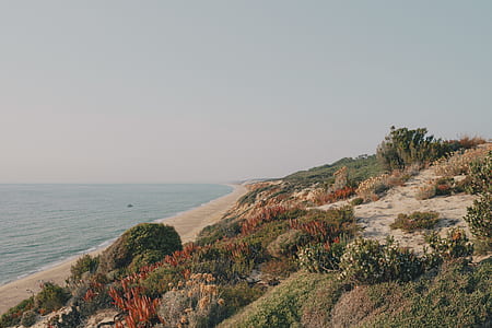 green and brown bushes near seashore at daytime thumbnail