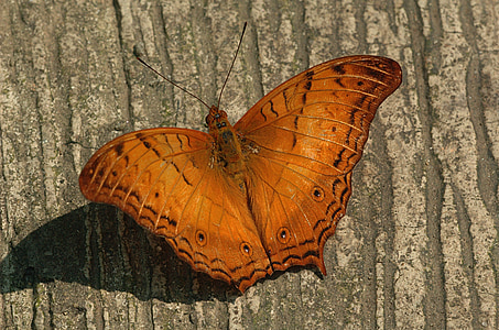 brown moth thumbnail