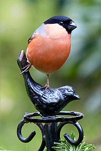 close-up photography of orange and black bird thumbnail