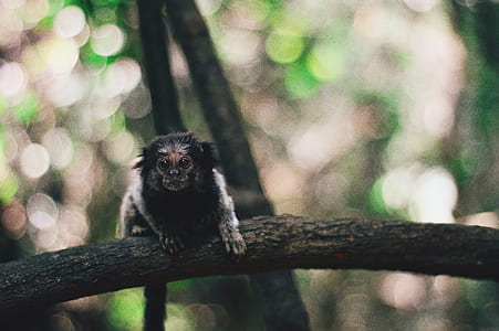 shallow focus photography of black and gray animal thumbnail