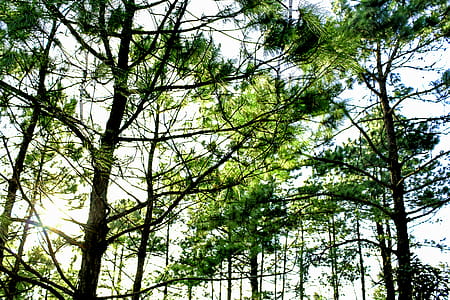 Low Angle Photo Of Tall Trees thumbnail