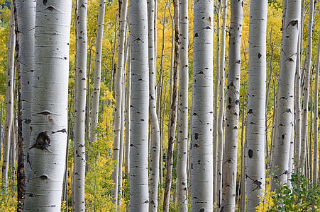 white wood forest thumbnail