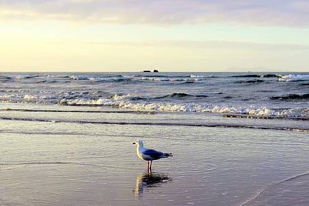 white bird standing near seashore during daytime thumbnail