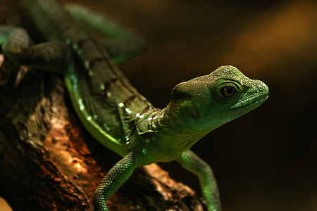 selective focus photography of green lizard thumbnail