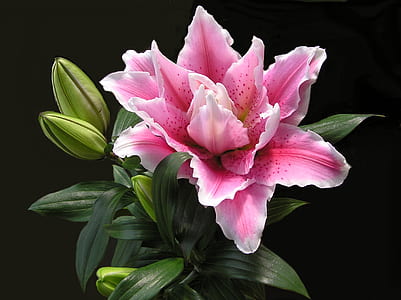 pink petaled flower close-up photo thumbnail