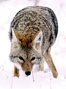 Wild Coyote in Grand Teton National Park, Wyoming thumbnail