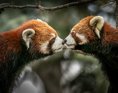 Closeup Photo of Brown-and-white Animals thumbnail