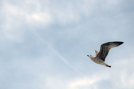 low angle photography of flying black bird thumbnail