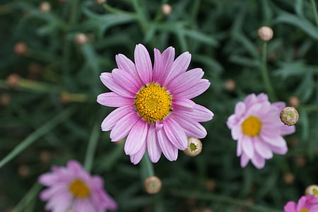 shallow focus photography of pink gerbera daisy flower thumbnail