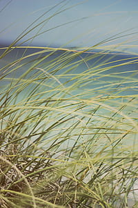 selective focus photography of grass thumbnail