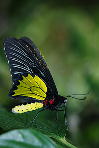 micro photography of butterfly thumbnail