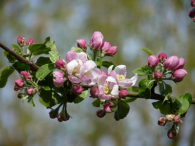 cherry blossom tree thumbnail