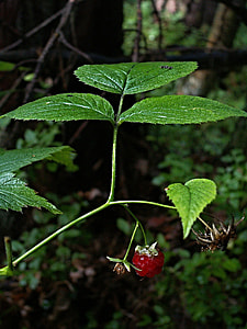 close up photo of green leaf fruit bearing plant thumbnail