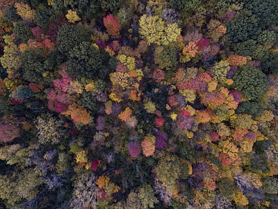 assorted leafed trees thumbnail