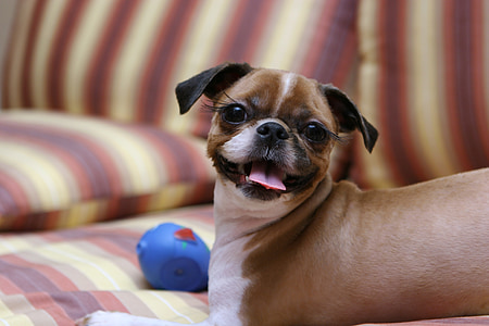 dog, puppy, bath, water, pet dogs, laughter thumbnail