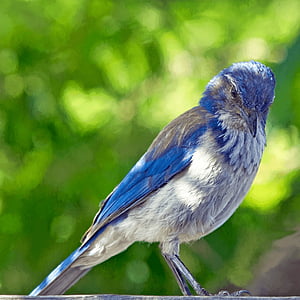 blue and white bird thumbnail