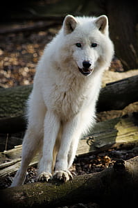 white wolf standing on tree logs thumbnail