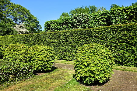 green leafed plant in front of plant wall thumbnail