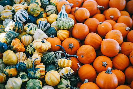 squash and pumpkin lot thumbnail