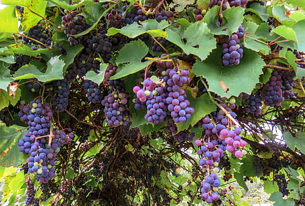 tree of grapes thumbnail