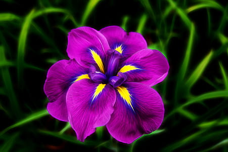 selective photogrpahy of purple and yellow petaled flower thumbnail