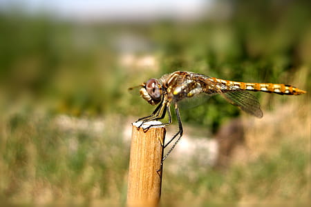 Dragonfly Resting thumbnail