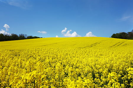 rape blossom, field of rapeseeds, oilseed rape, landscape, yellow, blossom thumbnail
