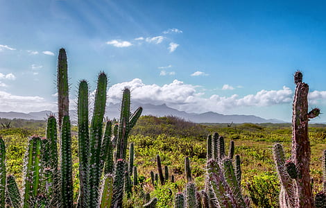 green cactus plants beside grass thumbnail