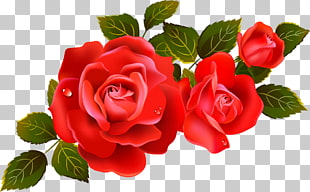 Rose Flower , Large Red Roses Element, red roses with leaves PNG clipart