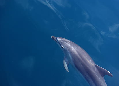 black dolphin thumbnail