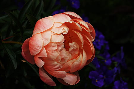petals, plant, flower, bloom thumbnail