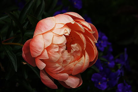 shallow focus photography of peach flower thumbnail