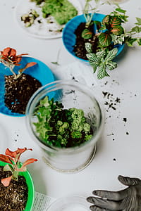 Building Rainforest Terrarium in a Jar thumbnail