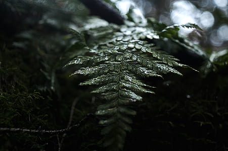 tilt shift photography of green leaf plant thumbnail