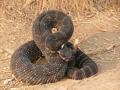black and brown rattlesnake near brown grasses thumbnail