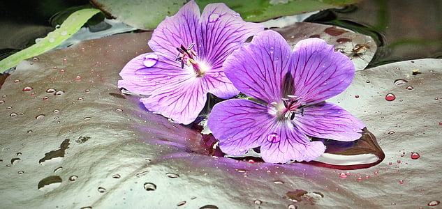 two purple petaled flowers on lily leaf thumbnail