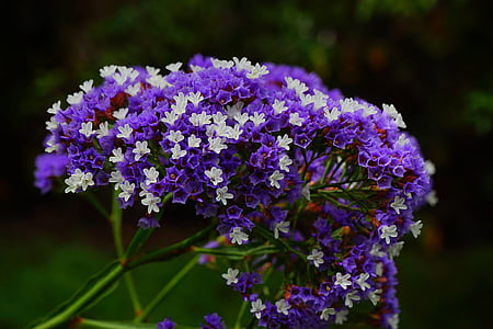 purple and white flowers thumbnail