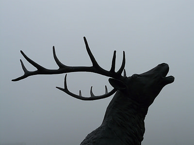 low light photo of buck thumbnail