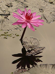 pink lotus flower reflecting shadow on water thumbnail