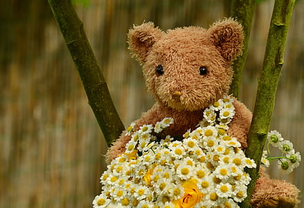 closeup photography of brown bear plush toy with bouquet of flowers thumbnail